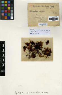 Type specimen at Edinburgh (E). Gunn, William: LILLIE 688. Barcode: E00261326.
