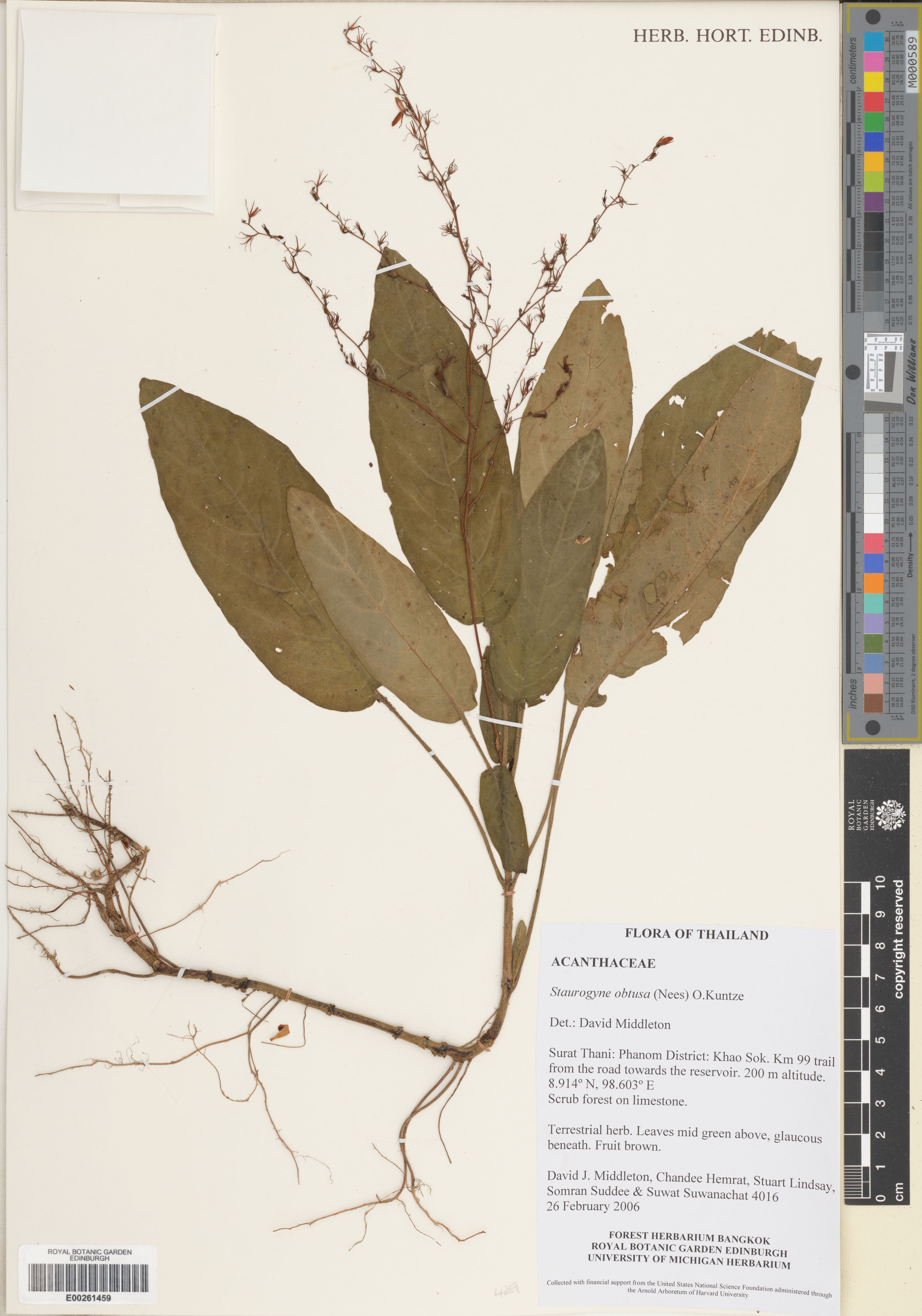 Staurogyne obtusa (Staurogyne obtusa)