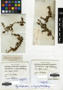 Type specimen at Edinburgh (E). Hooker, Joseph: . Barcode: E00261796.
