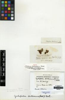Type specimen at Edinburgh (E). Bertero, Carlo: . Barcode: E00261798.