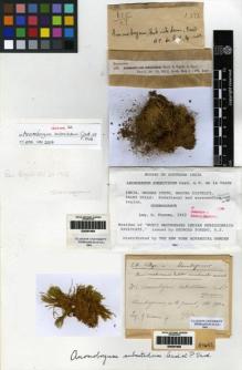 Type specimen at Edinburgh (E). Foreau, Georges: 2. Barcode: E00261908.