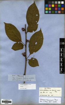 Type specimen at Edinburgh (E). Spruce, Richard: 4914. Barcode: E00262002.