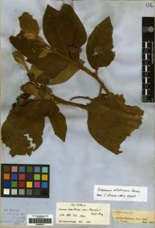 Type specimen at Edinburgh (E). Spruce, Richard: . Barcode: E00262011.