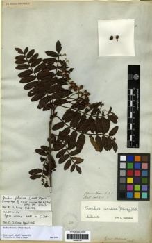 Type specimen at Edinburgh (E). Wallich, Nathaniel: 675.C.. Barcode: E00262154.