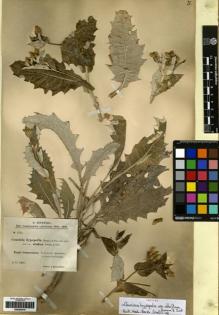 Type specimen at Edinburgh (E). Sintenis, Paul: 1733. Barcode: E00262419.