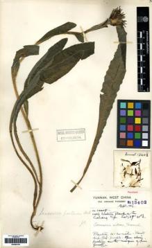 Type specimen at Edinburgh (E). Forrest, George: 13402. Barcode: E00262758.