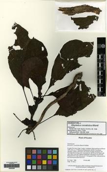 Type specimen at Edinburgh (E). Clark, John; Harris, N.: 7284. Barcode: E00263265.