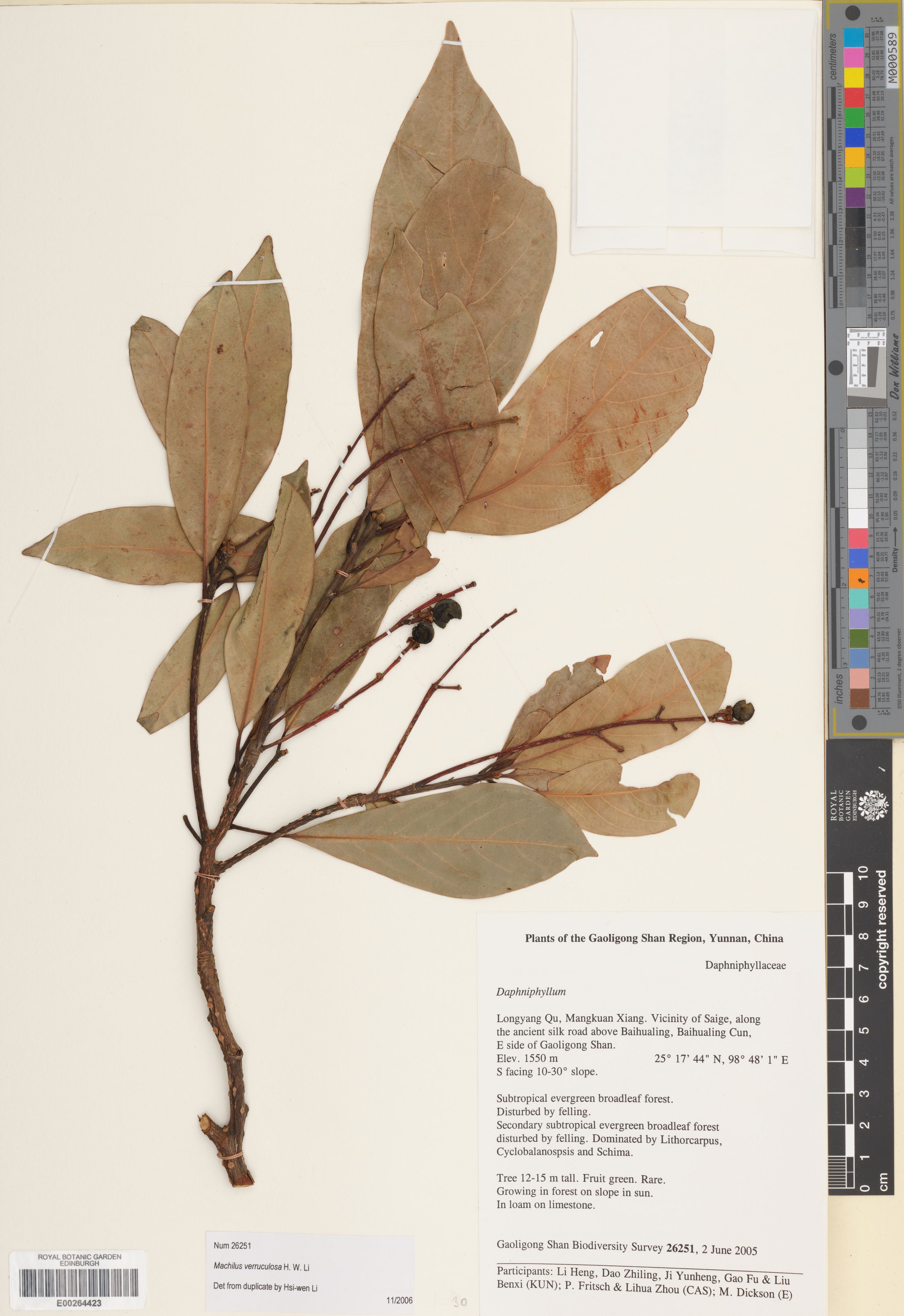 Machilus verruculosa (Machilus verruculosa)