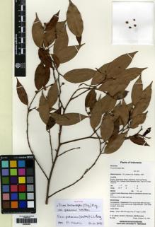 Type specimen at Edinburgh (E). Bogor / Harvard University Expedition to Indonesia (1997): TL1195. Barcode: E00264690.