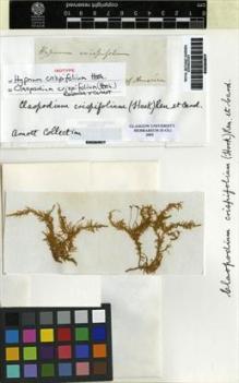 Type specimen at Edinburgh (E). Menzies, Archibald: . Barcode: E00264817.