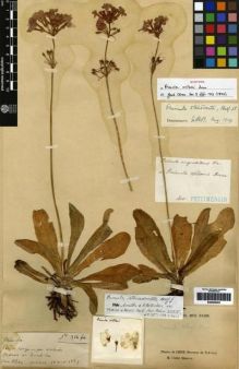 Type specimen at Edinburgh (E). Delavay, Pierre: 314BIS. Barcode: E00265002.