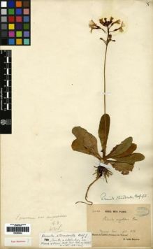 Type specimen at Edinburgh (E). Delavay, Pierre: 314BIS. Barcode: E00265004.