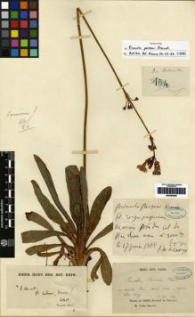 Type specimen at Edinburgh (E). Delavay, Pierre: . Barcode: E00265006.