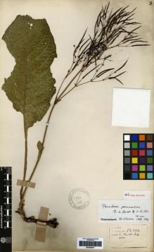 Type specimen at Edinburgh (E). Henry, Caroline: 13394. Barcode: E00265037.