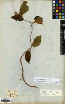 Type specimen at Edinburgh (E). Wallich, Nathaniel: 800. Barcode: E00265055.