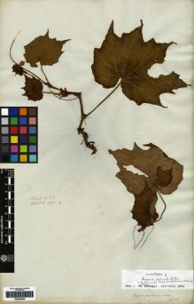 Type specimen at Edinburgh (E). Wallich, Nathaniel: 3678B. Barcode: E00265066.