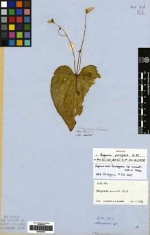 Type specimen at Edinburgh (E). Lobb, Thomas: 381. Barcode: E00265067.