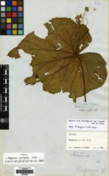 Type specimen at Edinburgh (E). Lobb, Thomas: 381. Barcode: E00265068.