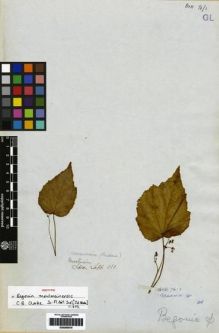 Type specimen at Edinburgh (E). Lobb, Thomas: 380. Barcode: E00265070.