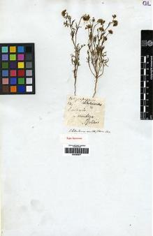 Type specimen at Edinburgh (E). Gillies, John: 147. Barcode: E00265077.
