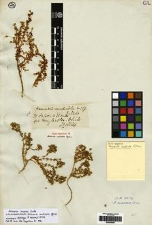 Type specimen at Edinburgh (E). Gillies, John: ß. Barcode: E00265080.
