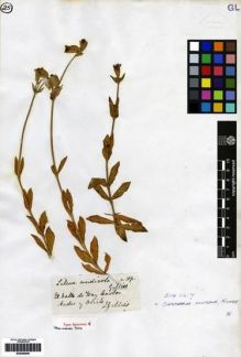 Type specimen at Edinburgh (E). Gillies, John: . Barcode: E00265081.