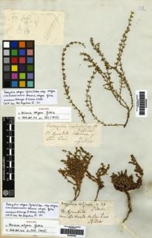 Type specimen at Edinburgh (E). Gillies, John: . Barcode: E00265083.