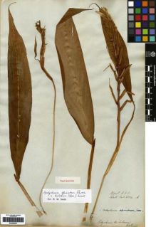 Type specimen at Edinburgh (E). Wallich, Nathaniel: 6554 A. Barcode: E00265097.