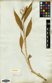 Type specimen at Edinburgh (E). Wallich, Nathaniel: 6546 B. Barcode: E00265098.