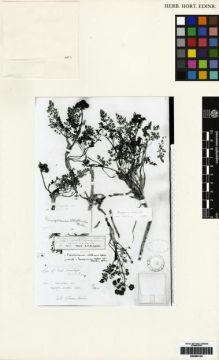 Type specimen at Edinburgh (E). Lepcha, Rhomoo: 441. Barcode: E00265124.