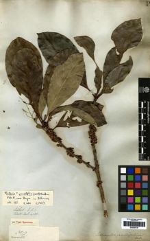 Type specimen at Edinburgh (E). Wallich, Nathaniel: 4155. Barcode: E00265134.