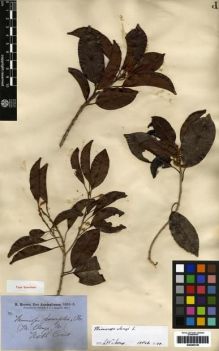 Type specimen at Edinburgh (E). Brown, Robert: . Barcode: E00265138.