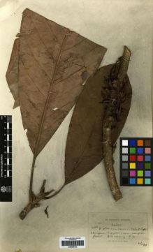 Type specimen at Edinburgh (E). Kerr, Arthur: 16260. Barcode: E00265142.