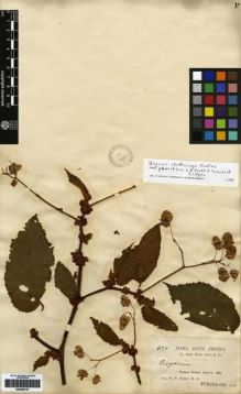 Type specimen at Edinburgh (E). Rusby, Henry: 690. Barcode: E00265151.
