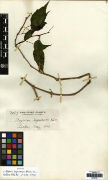 Type specimen at Edinburgh (E). Elmer, Adolph: 7467. Barcode: E00265160.