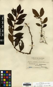 Type specimen at Edinburgh (E). Merrill, Elmer: 8232. Barcode: E00265165.