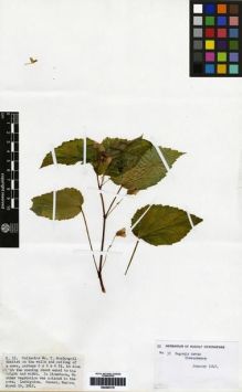 Type specimen at Edinburgh (E). MacDougall, Thomas: C.15. Barcode: E00265170.