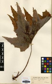 Type specimen at Edinburgh (E). Garrett, H.: 462. Barcode: E00265176.