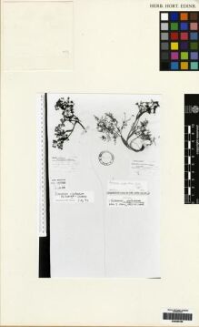 Type specimen at Edinburgh (E). Clarke, Charles: 12545. Barcode: E00265189.