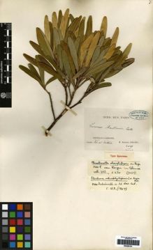Type specimen at Edinburgh (E). Balansa, Benedict: 3469. Barcode: E00265191.