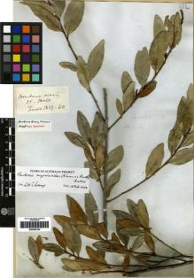 Type specimen at Edinburgh (E). Fraser, Charles: . Barcode: E00265192.