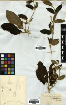 Type specimen at Edinburgh (E). Tweedie, John: . Barcode: E00265200.