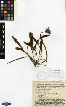 Type specimen at Edinburgh (E). Johnston, Henry: 116. Barcode: E00265202.