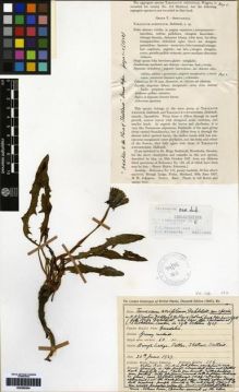 Type specimen at Edinburgh (E). Johnston, Henry: 116. Barcode: E00265204.