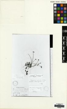 Type specimen at Edinburgh (E). Prain, David: . Barcode: E00265209.
