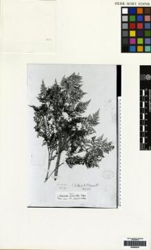 Type specimen at Edinburgh (E). Edgeworth, M.P.: 176. Barcode: E00265216.