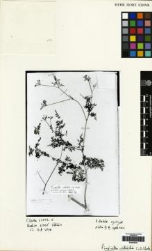 Type specimen at Edinburgh (E). Clarke, Charles: 13142 E. Barcode: E00265223.