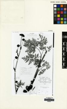 Type specimen at Edinburgh (E). Ludlow, Frank; Sherriff, George; Hicks, J.: 6087. Barcode: E00265231.