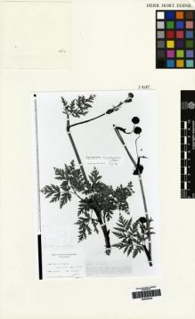 Type specimen at Edinburgh (E). Ludlow, Frank; Sherriff, George; Hicks, J.: 6087. Barcode: E00265232.