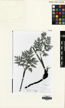 Type specimen at Edinburgh (E). Ludlow, Frank; Sherriff, George; Hicks, J.: 6087. Barcode: E00265233.